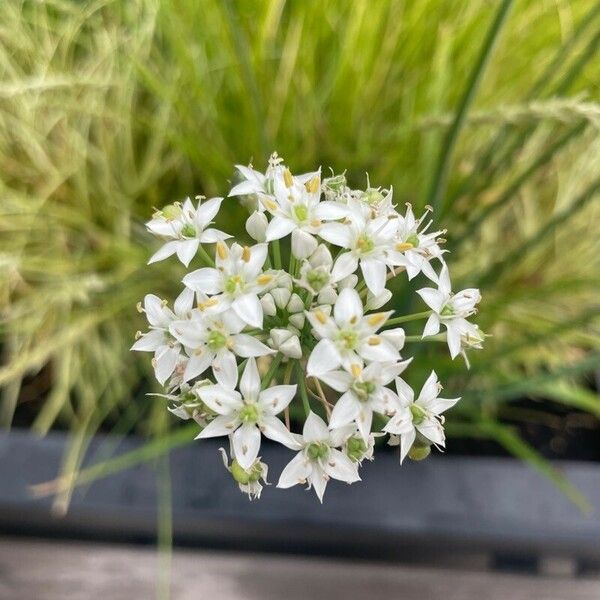 Allium tuberosum Цветок