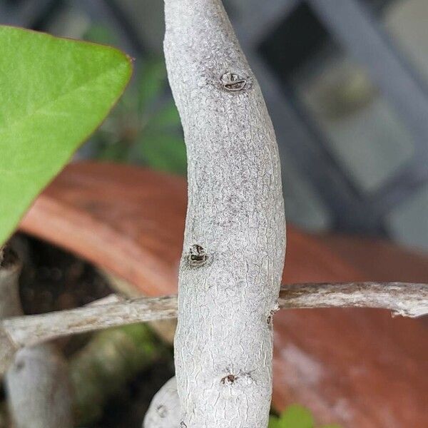 Anredera cordifolia Kéreg