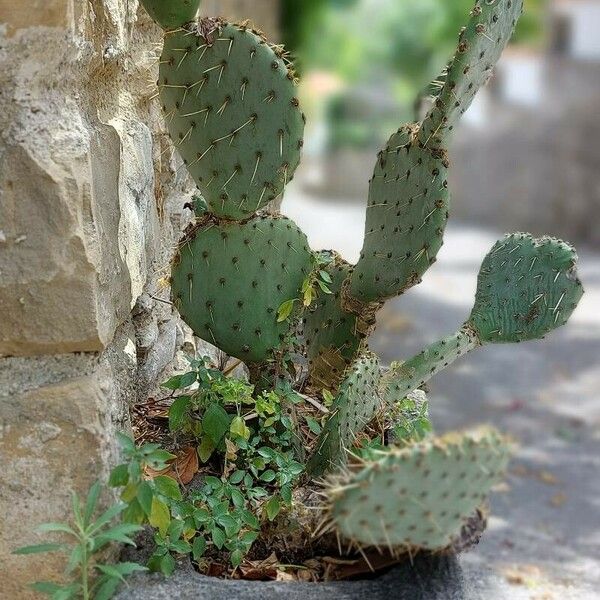 Opuntia engelmannii Ліст