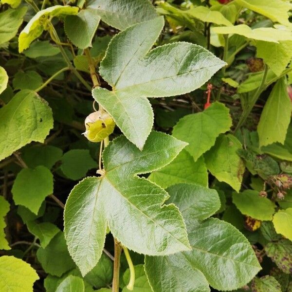 Passiflora tripartita Blad