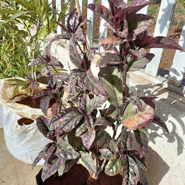 Pseuderanthemum carruthersii Blad