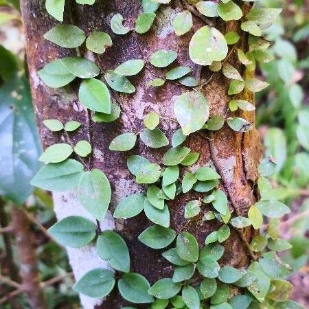 Ficus pumila Foglia