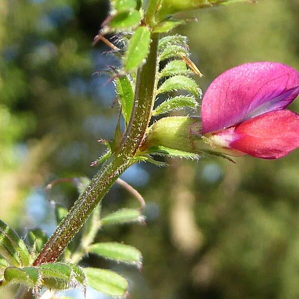 Vicia sativa ফুল