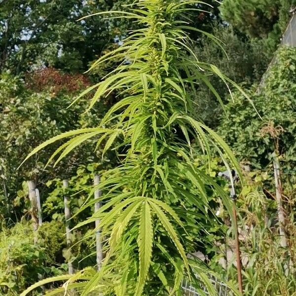 Cannabis sativa 花