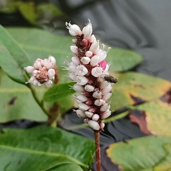 Persicaria amphibia Kvet