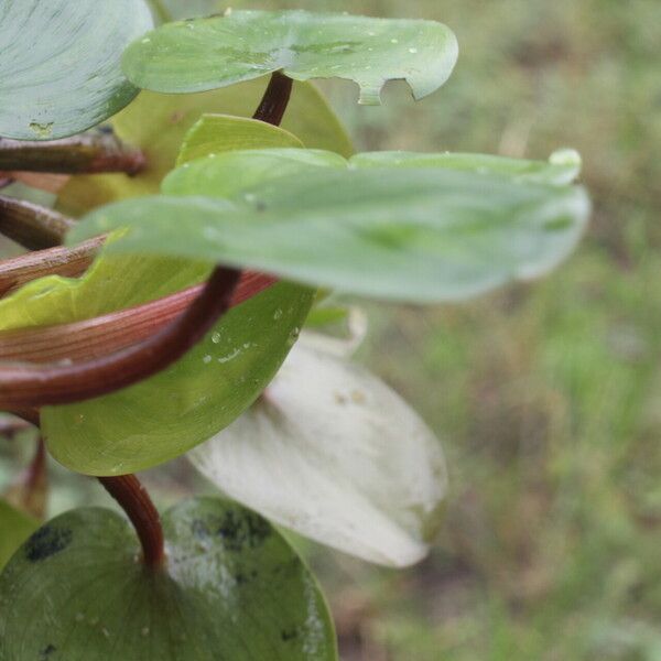 Heteranthera limosa Характер