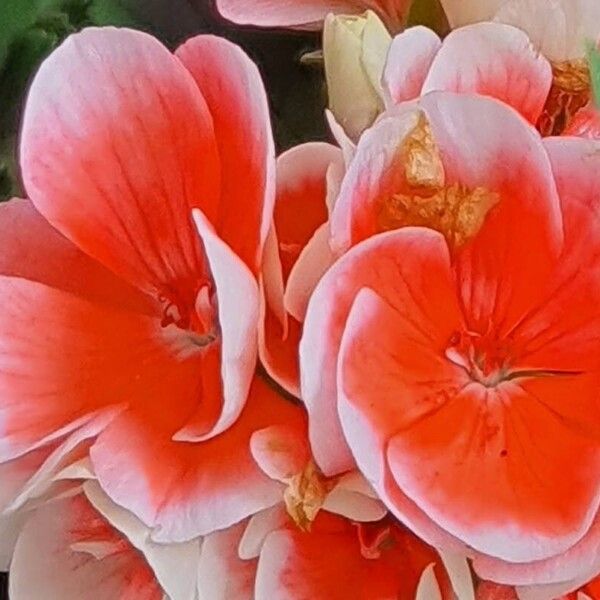 Pelargonium peltatum Blüte