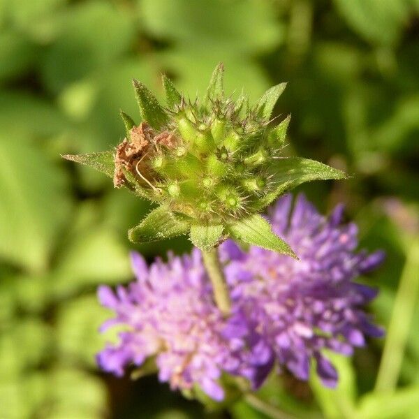 Knautia dipsacifolia Fruct