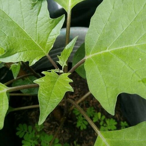 Datura metel Levél