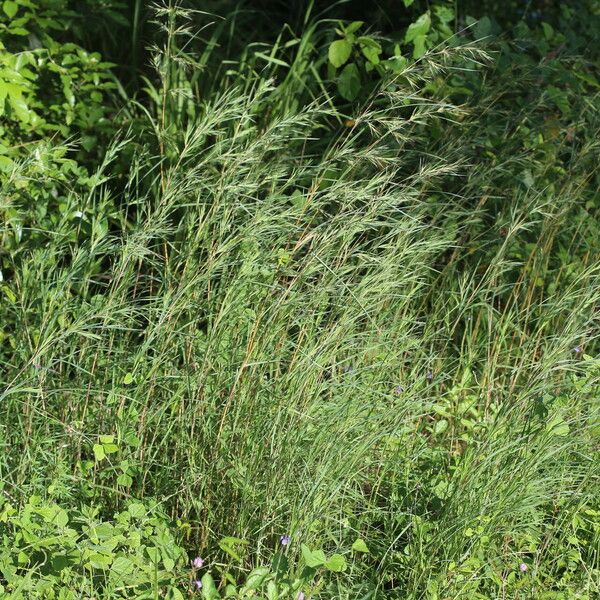 Themeda quadrivalvis Habit