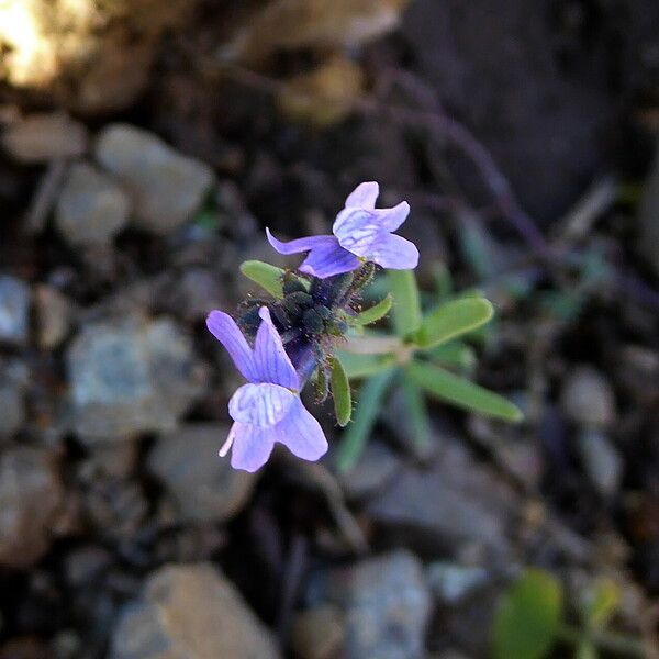 Linaria arvensis Λουλούδι