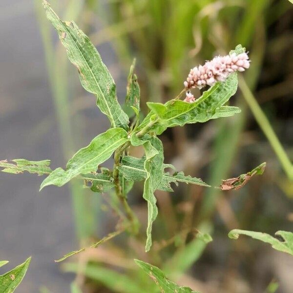 Persicaria amphibia عادت داشتن