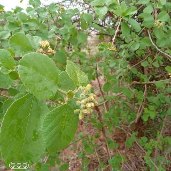 Cordia monoica Žiedas