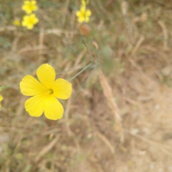 Linum maritimum Kvet