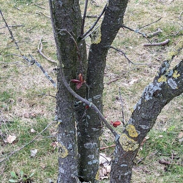 Prunus cerasifera Bark