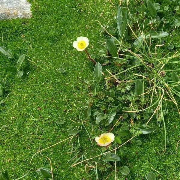 Ranunculus glacialis Žiedas