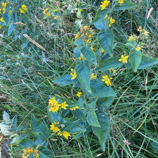 Lysimachia vulgaris Žiedas