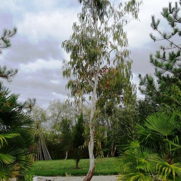 Eucalyptus viminalis Õis