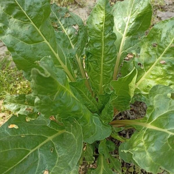 Beta vulgaris Leaf