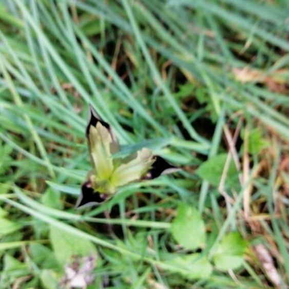 Iris tuberosa Blomst