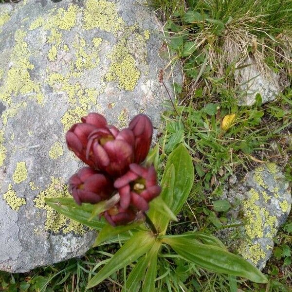 Gentiana purpurea Cvet