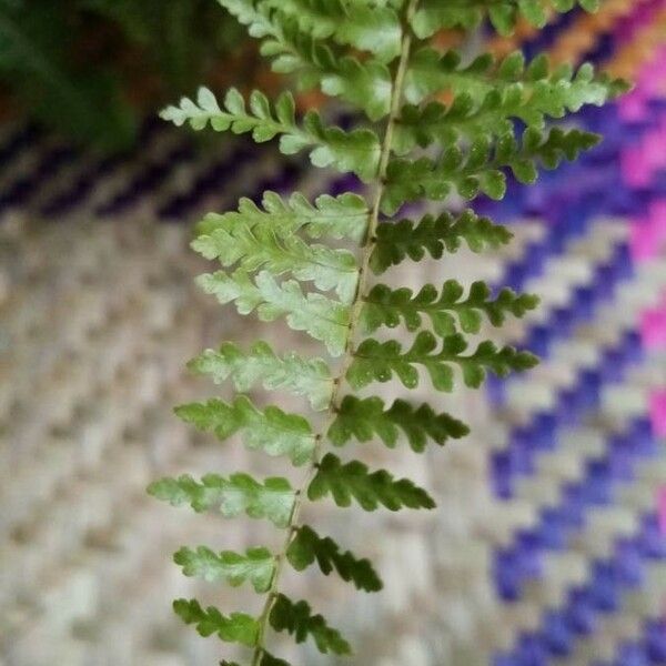 Woodsia ilvensis برگ