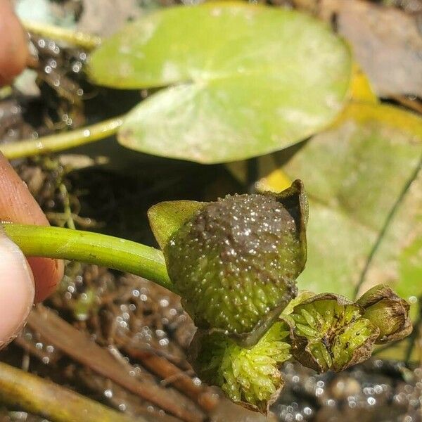 Sagittaria guayanensis Fruchs