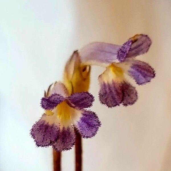 Orobanche uniflora Virág