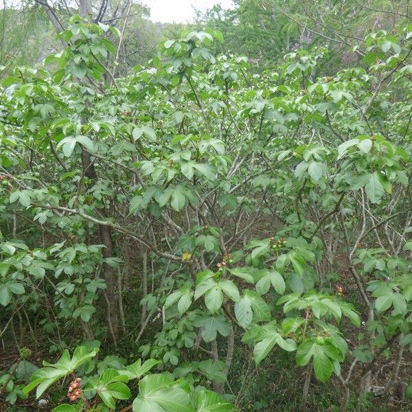 Jatropha gossypiifolia Habit