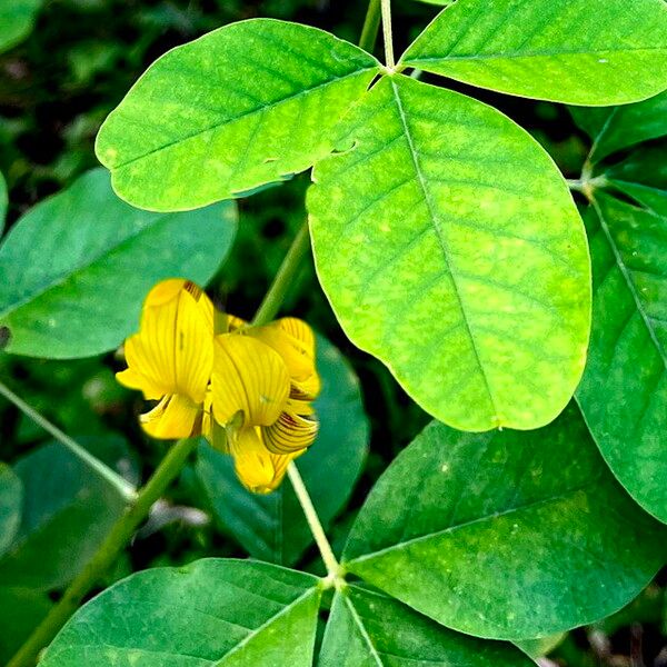 Crotalaria pallida Flor