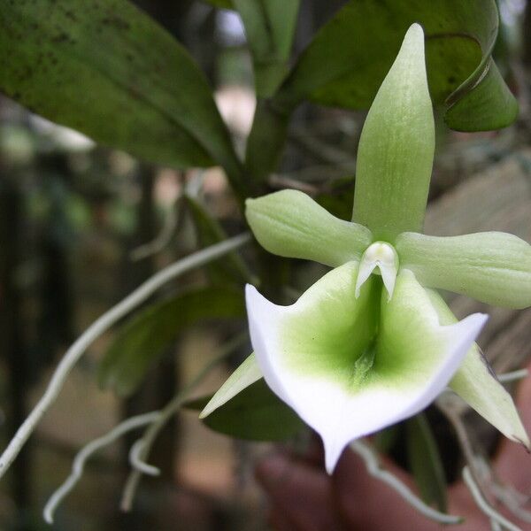 Angraecum eichlerianum Λουλούδι