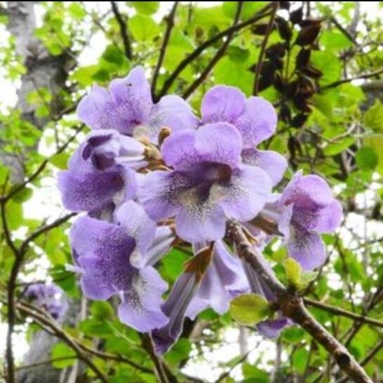 Paulownia fortunei Flower