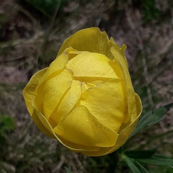 Trollius europaeus പുഷ്പം