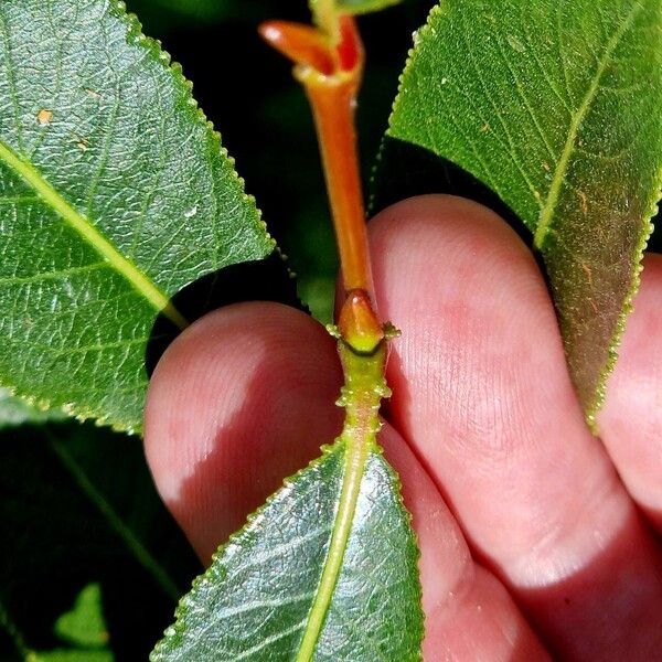 Salix pentandra кора