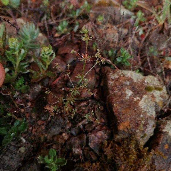 Galium parisiense ᱥᱟᱠᱟᱢ