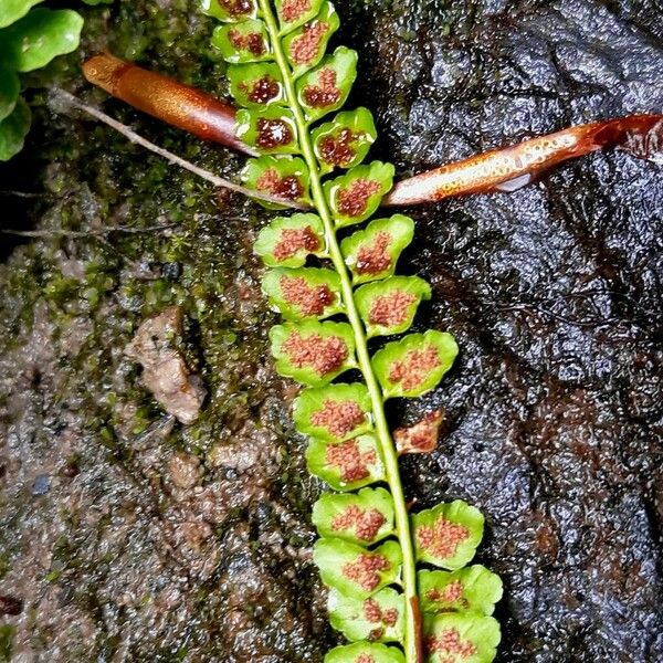 Asplenium viride Vaisius