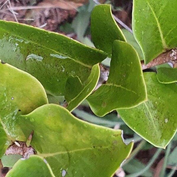 Carissa spinarum 叶