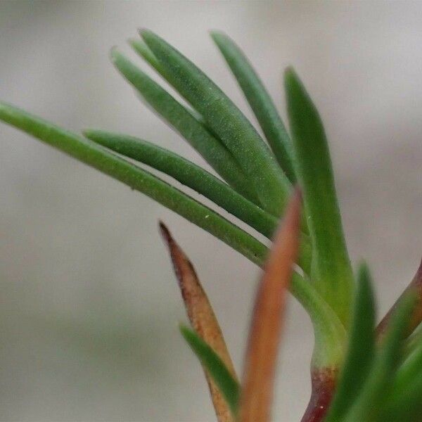 Sabulina verna Leaf