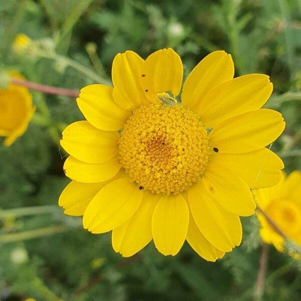 Anacyclus radiatus Fiore