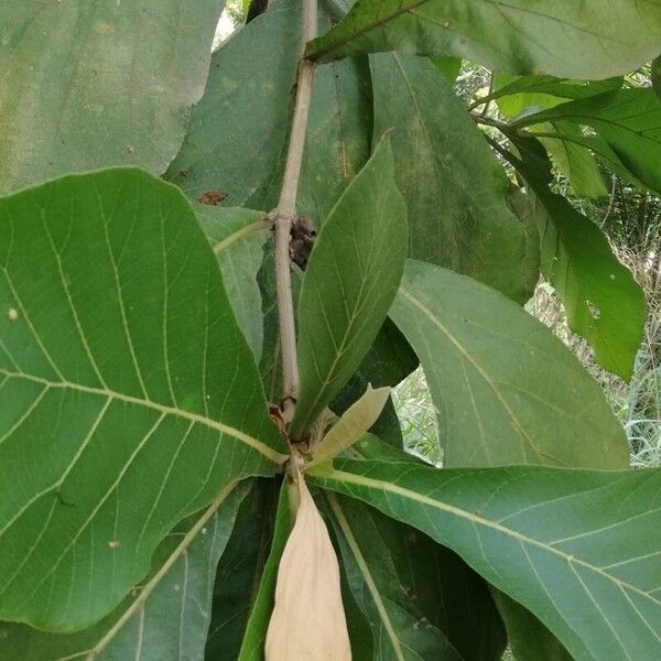 Tectona grandis Leaf