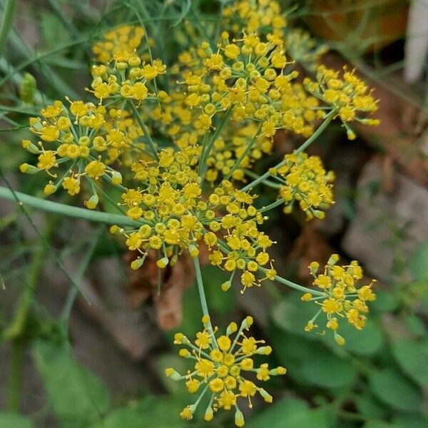 Anethum graveolens Flower