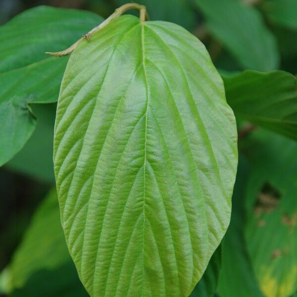 Flemingia strobilifera ഇല