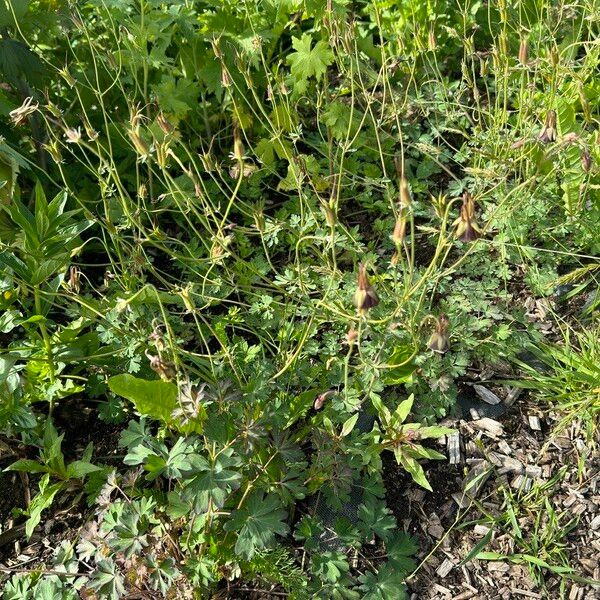 Aquilegia viridiflora Цветок