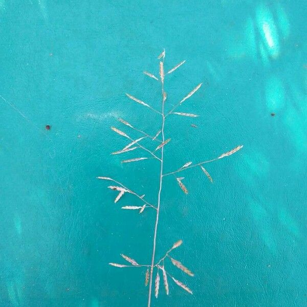 Eragrostis barrelieri Flower