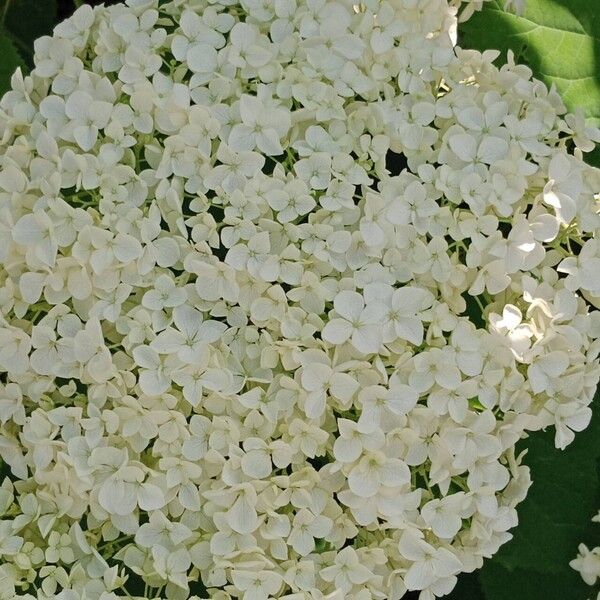 Hydrangea arborescens Blüte