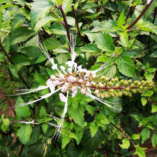 Orthosiphon aristatus Λουλούδι