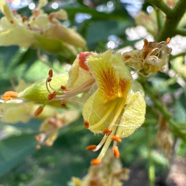 Aesculus flava Flor