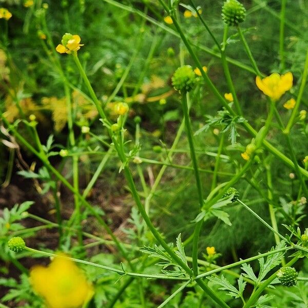 Ranunculus multifidus Alkat (teljes növény)