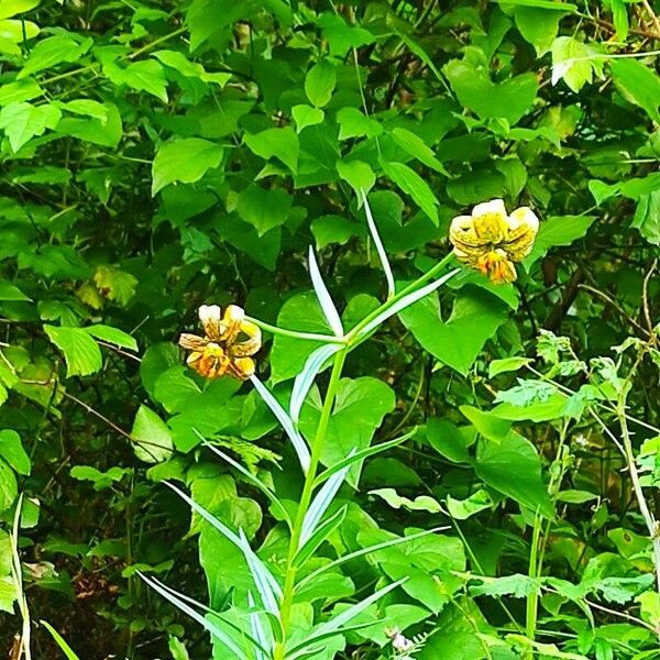 Lilium pyrenaicum Cvet