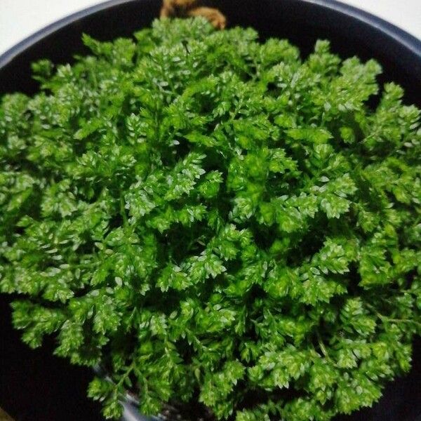 Selaginella kraussiana Hostoa